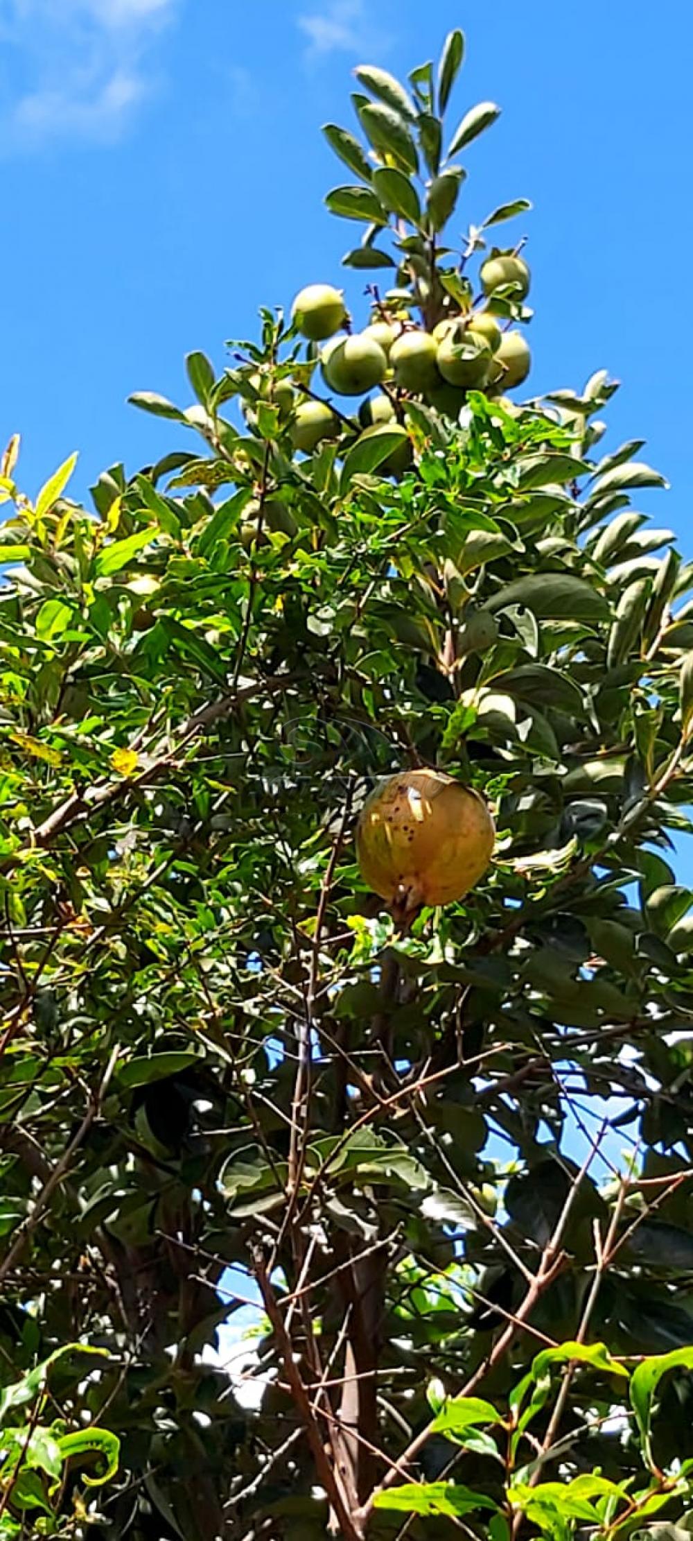 Chácaras / Urbana em Monte Alto - foto 23